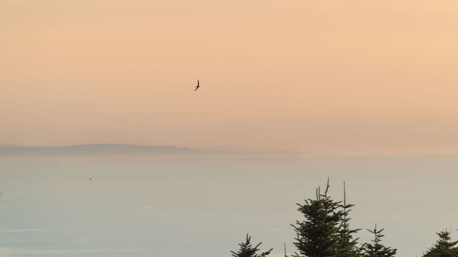 A bird soars against a misty sunset sky above evergreen trees on the horizon.