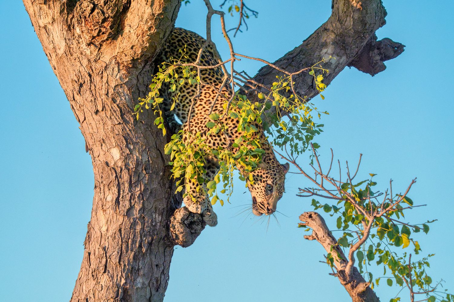 Alert leopard prowling through tall grass in natural savanna habitat.