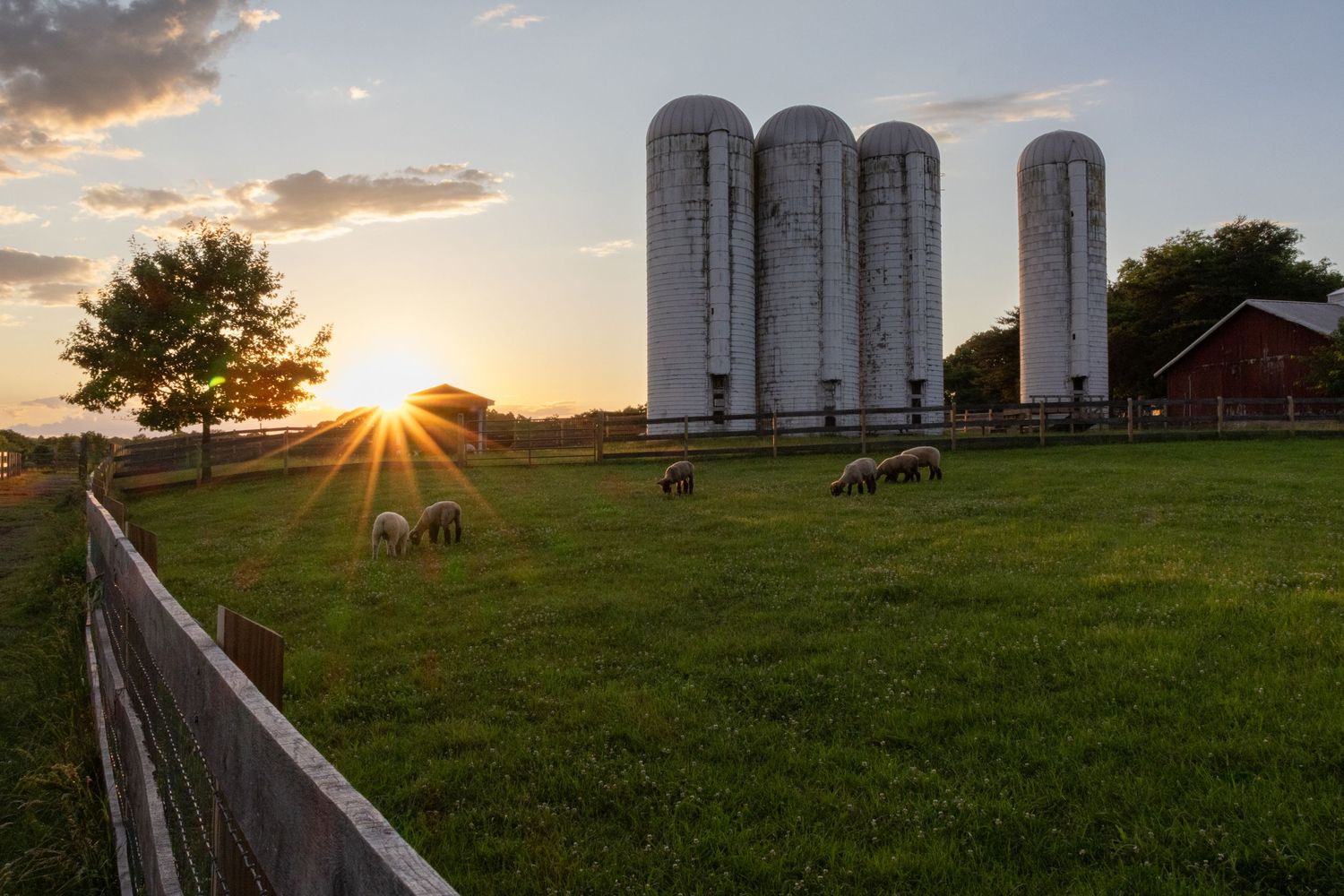 A group of sheep grazes peacefully in a lush green pasture, while tall farm silos stand in the background at sunset