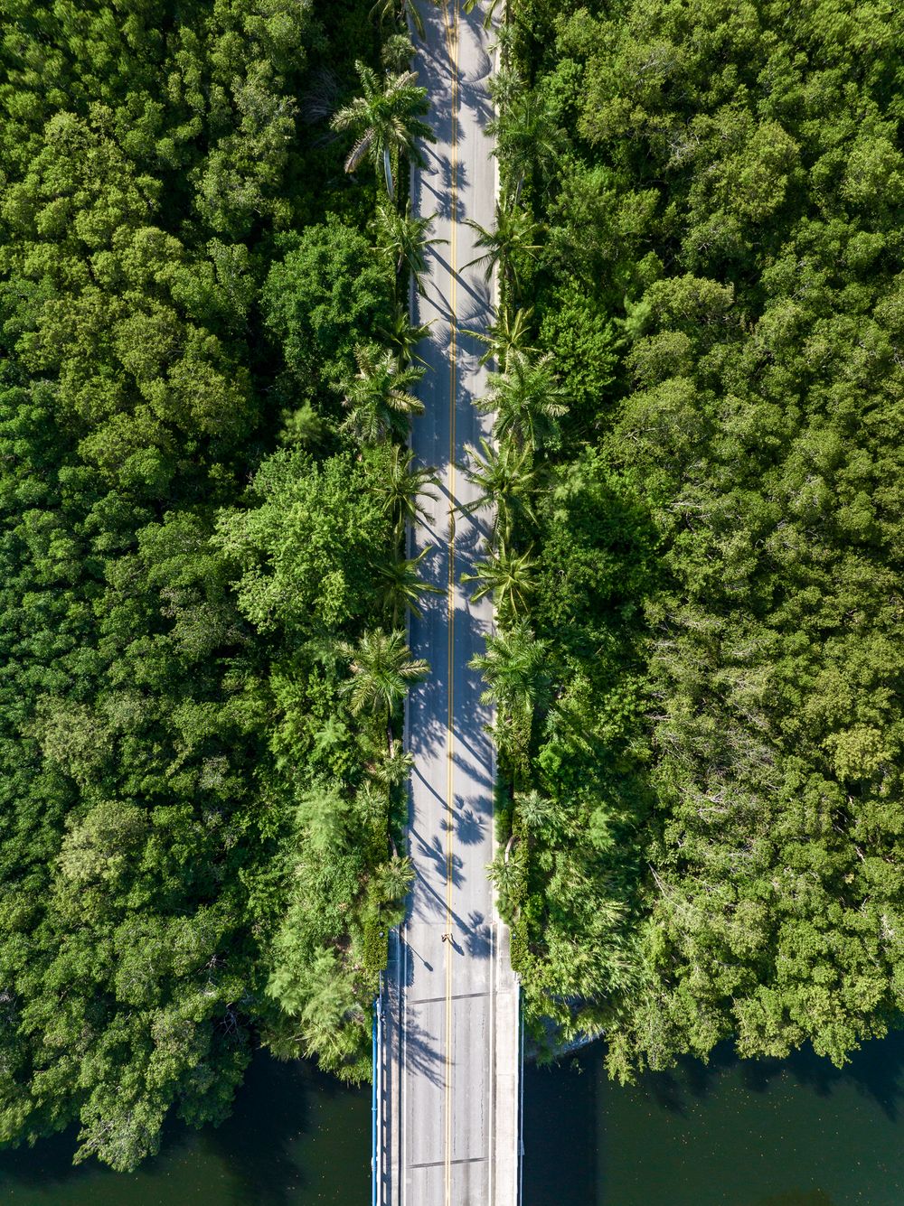 Aerial view of a road cutting through dense tropical forest with palm trees casting long shadows.