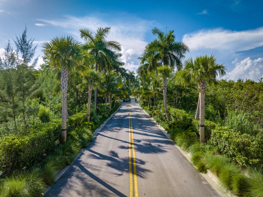 Scenic palm-lined road with yellow dividing lines stretching through tropical vegetation.
