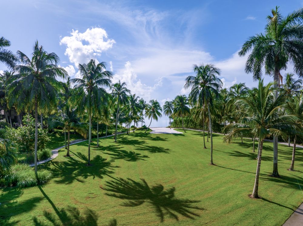 Aerial view of a lush tropical lawn with tall palm trees casting shadows under blue skies.