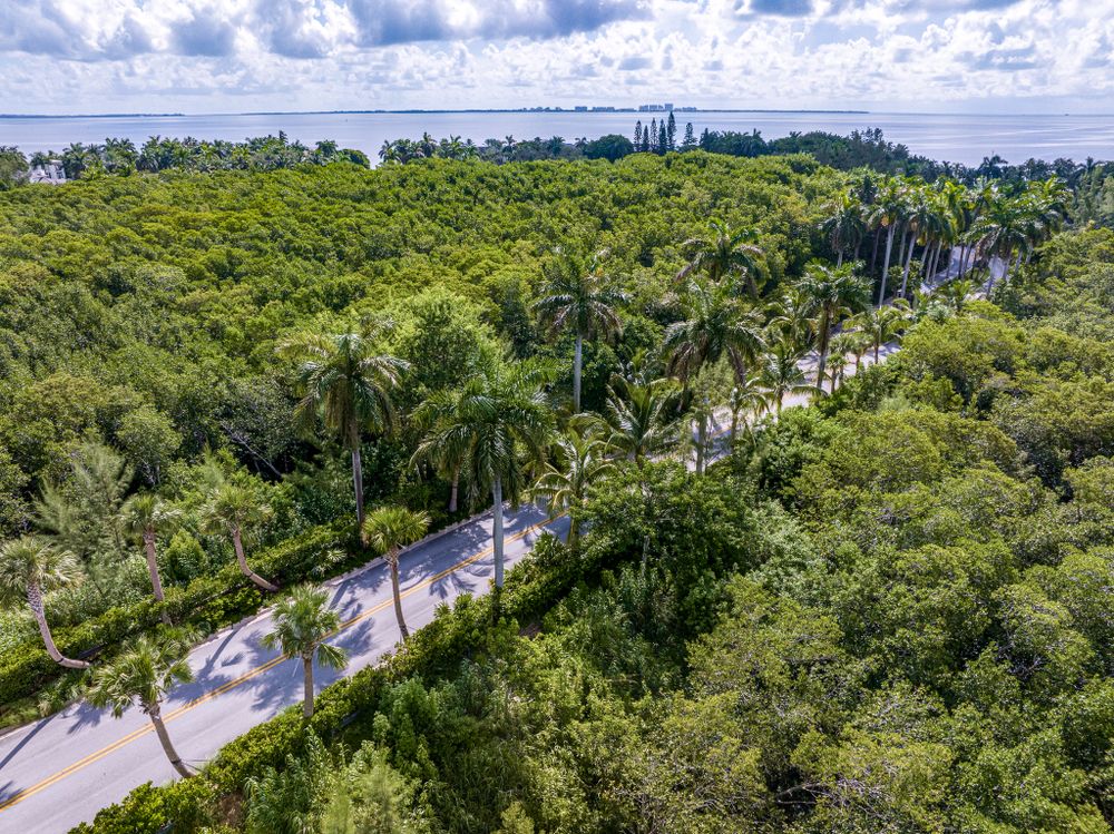 Aerial view of a winding road through dense tropical vegetation and palm trees.