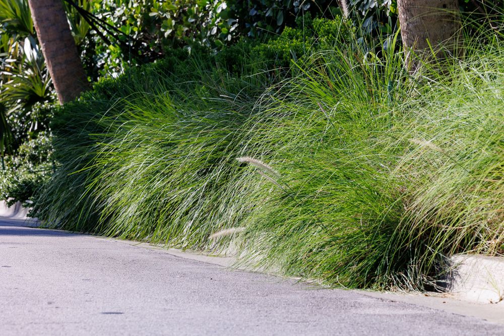 Ornamental grass swaying along a curved concrete pathway in tropical garden setting.