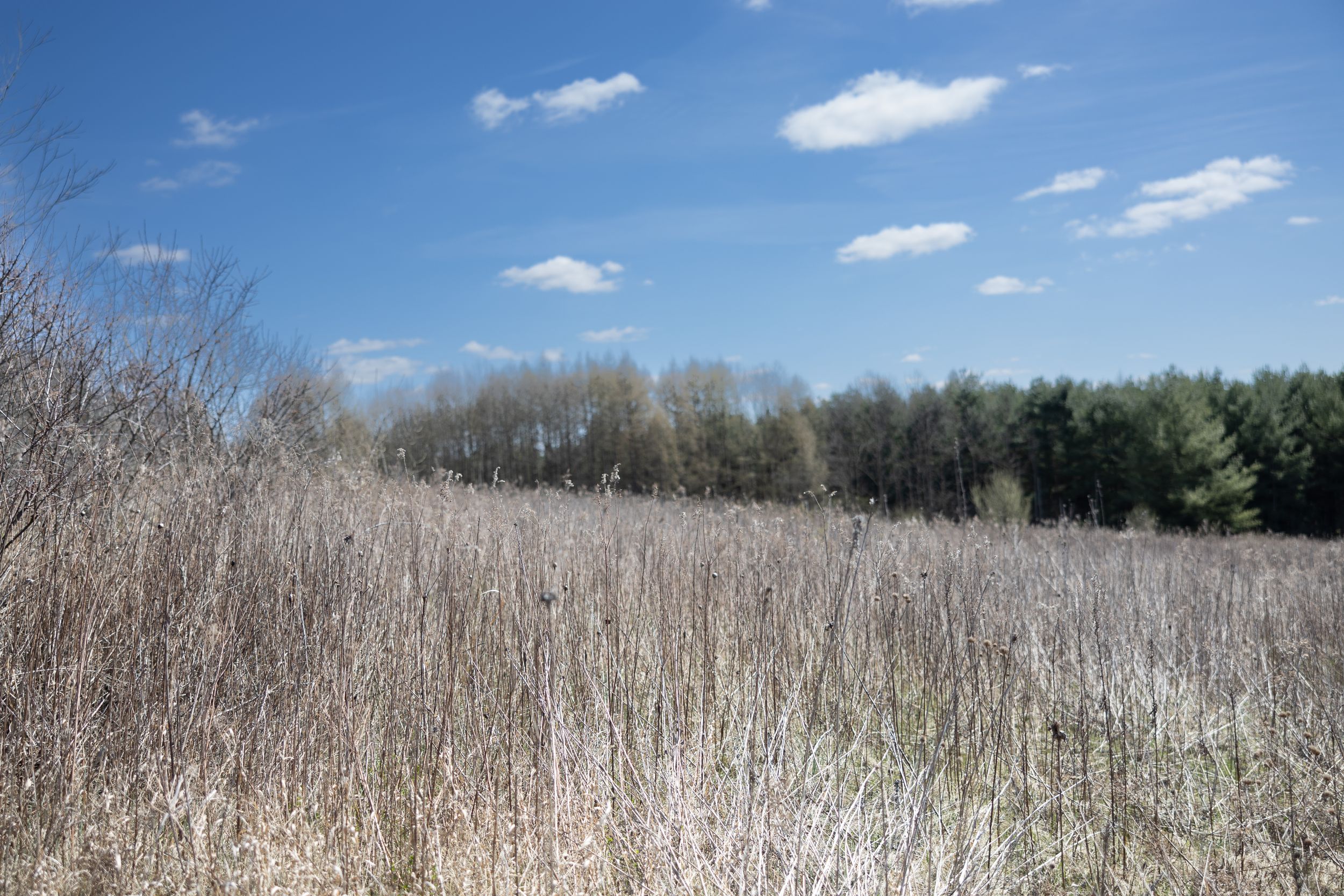 Panoramic view of dried prairie grass field under bright blue sky with scattered white clouds.