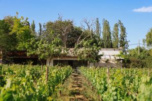 Vineyard, Garden Bodega, Architecture Photography, Design