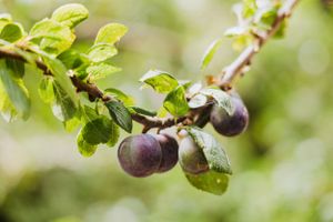 Fruit, Tree, Nature Photography, Home and Garden, Food Photo