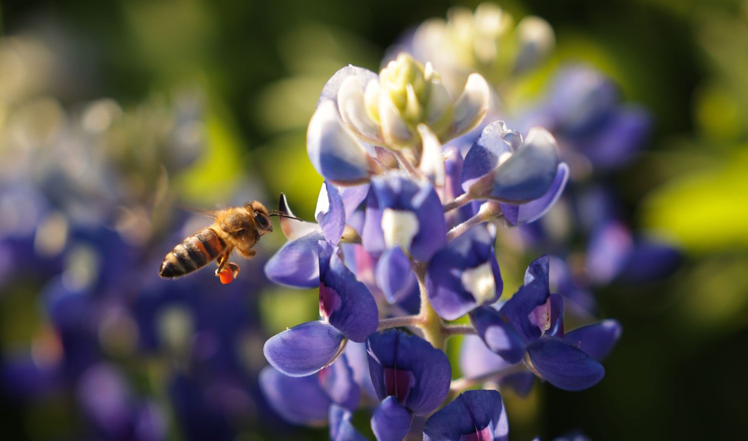 A honeybee hovers near blooming purple lupine flowers in soft natural light.