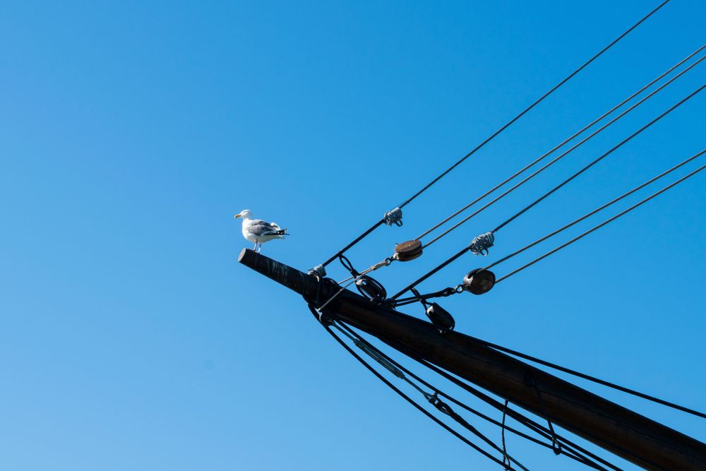 A seagull perches on top of a ship's mast against a bright blue sky with rigging lines visible.