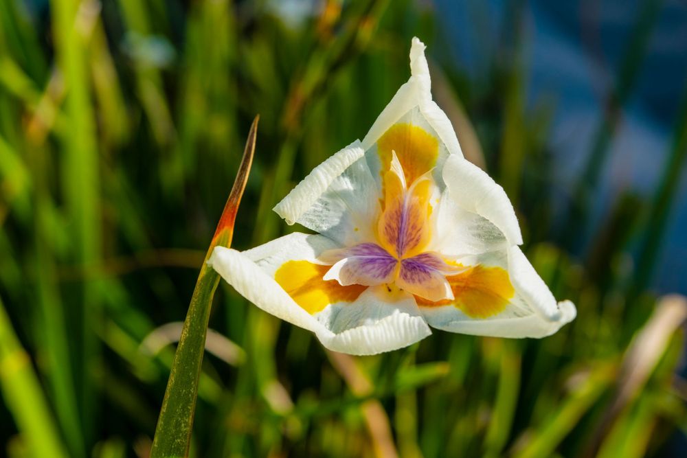 White and yellow iris flower in bloom with delicate petals against blurred green background.