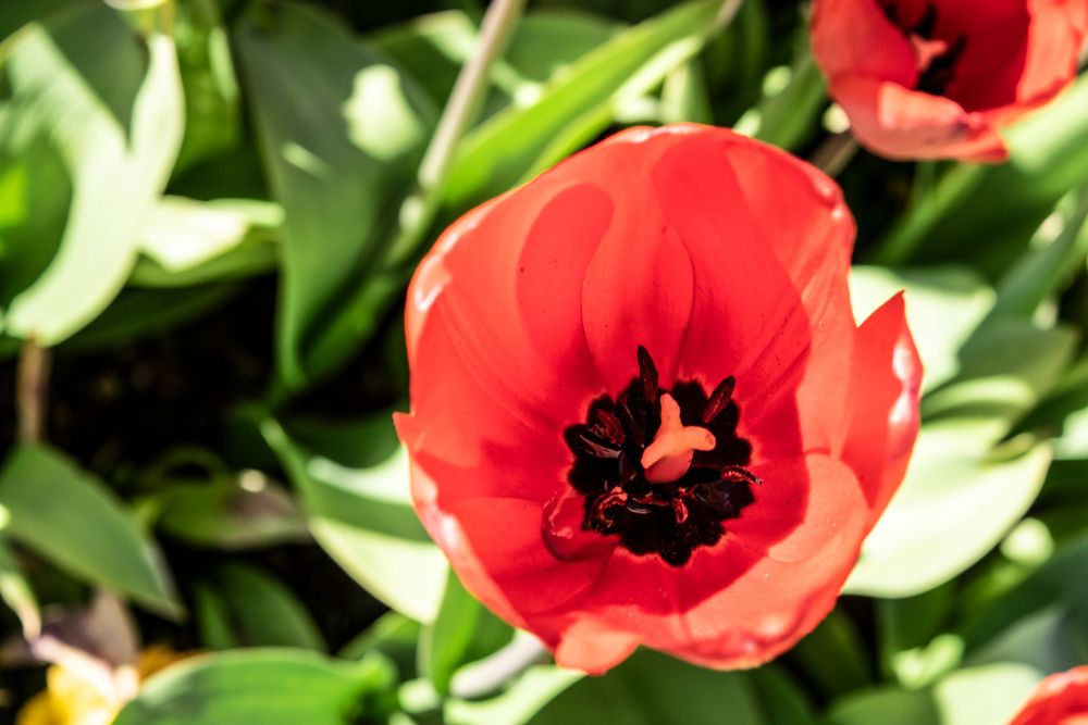 Close-up of a vibrant red tulip flower with dark center against green foliage.