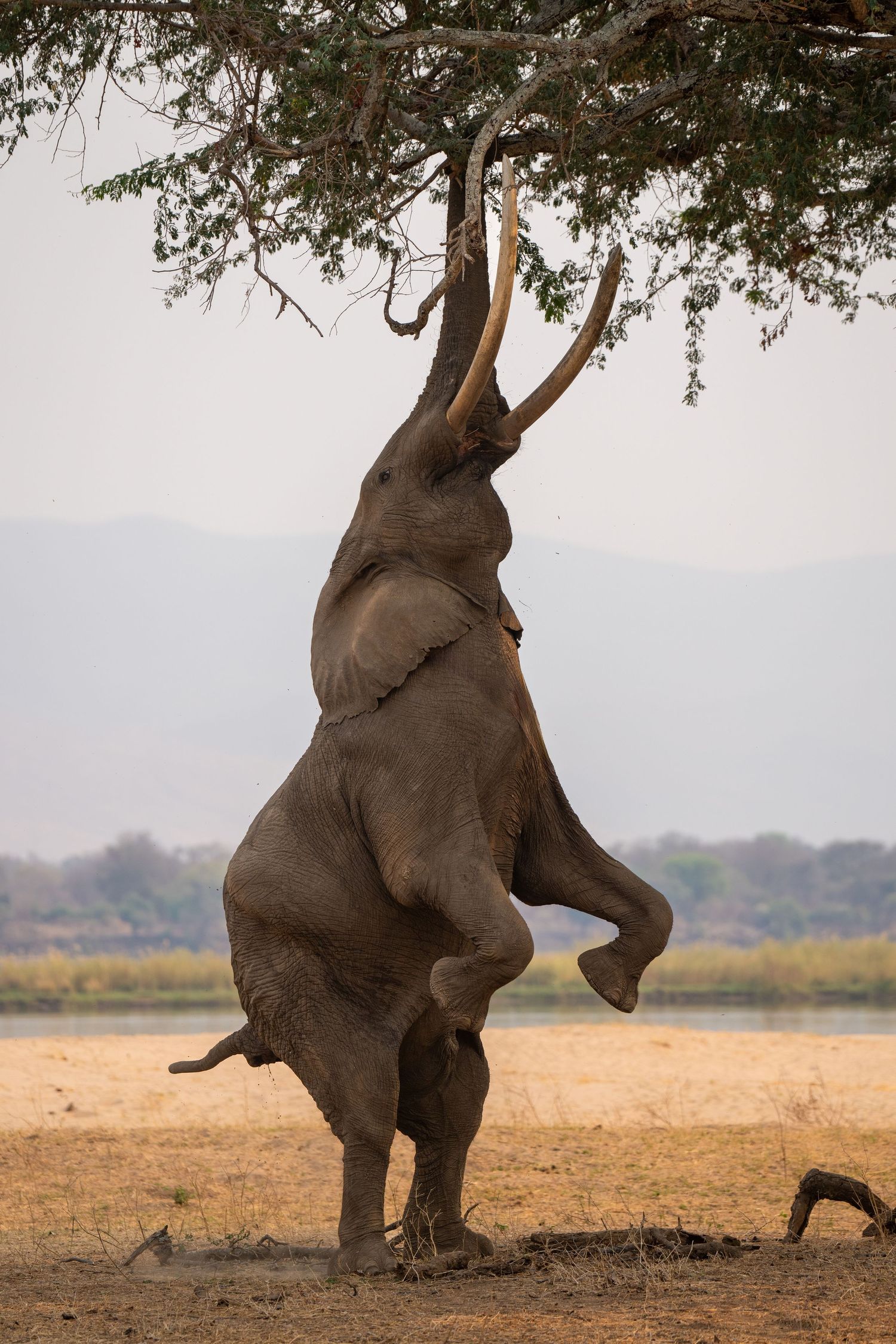 A sequence showing an elephant standing upright against a tree in different positions.