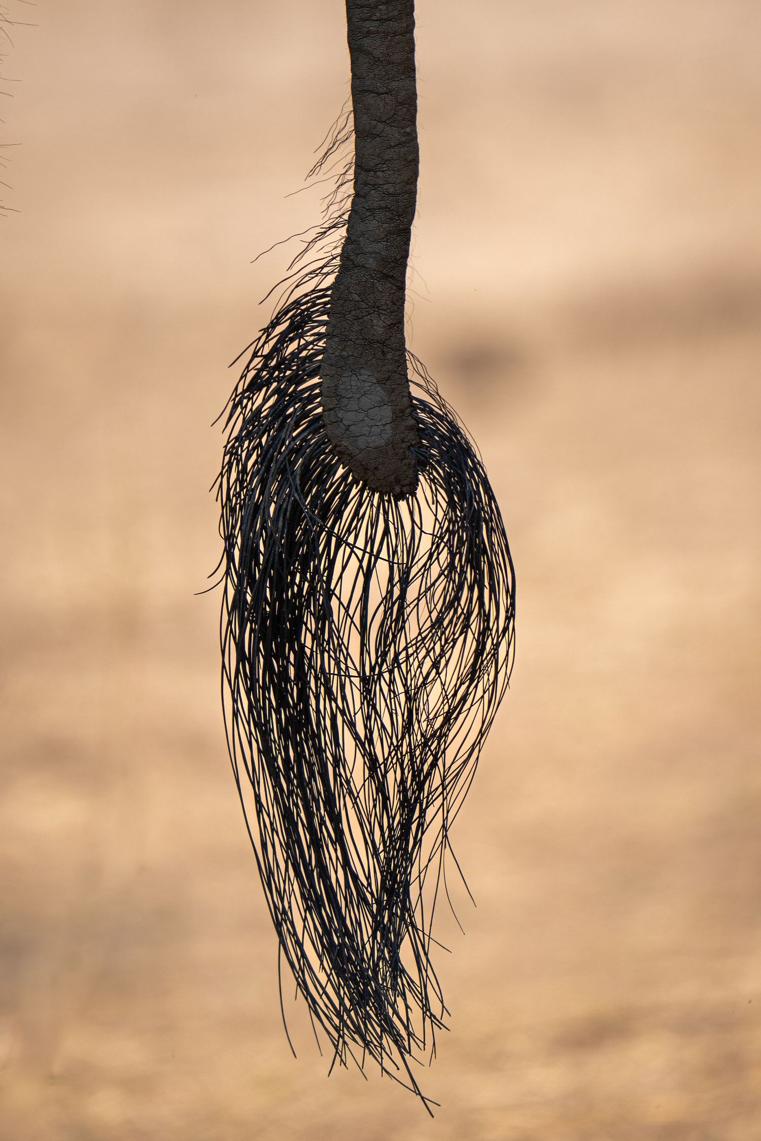Detail shot of an elephant's tail with coarse black hairs swaying against a golden background.