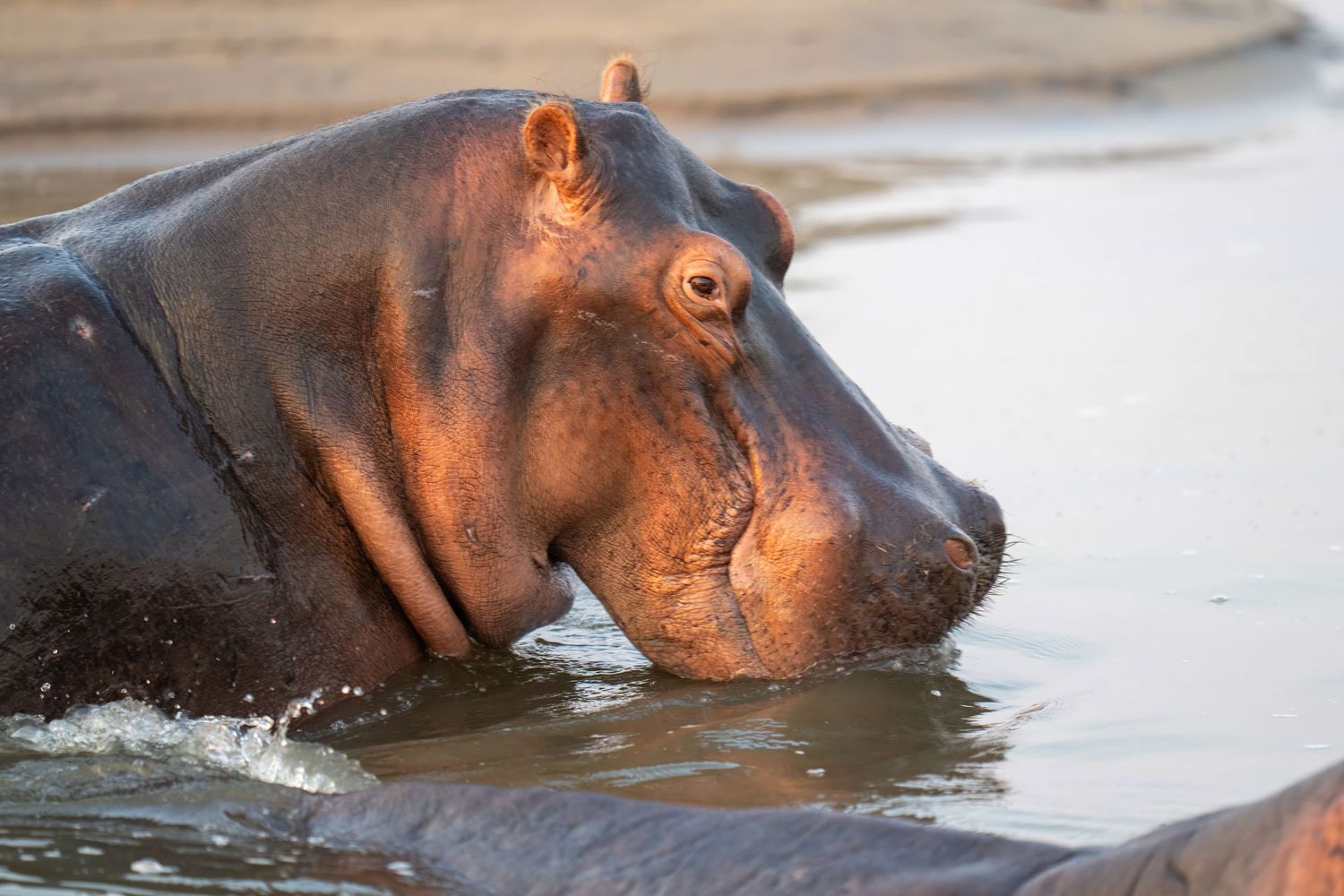 Hippopotamus swimming in water with just its head visible above the surface.