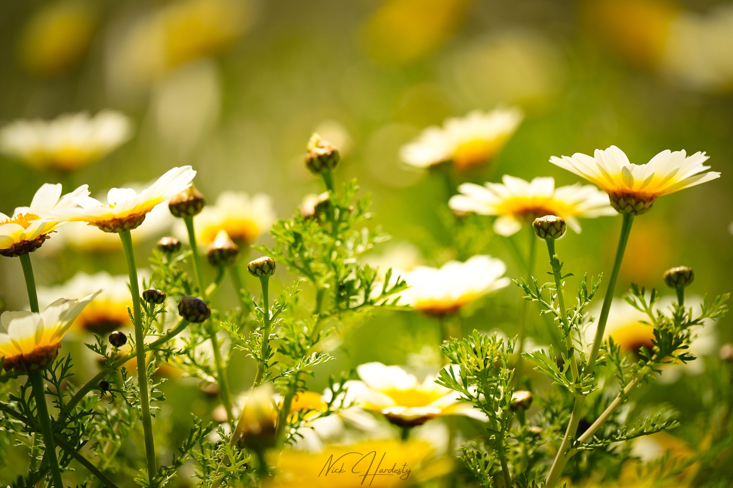 Bright yellow flowers shining in ventura