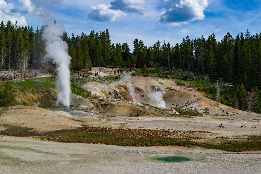 Active geothermal area with steam vents and colorful hot springs surrounded by pine forest.