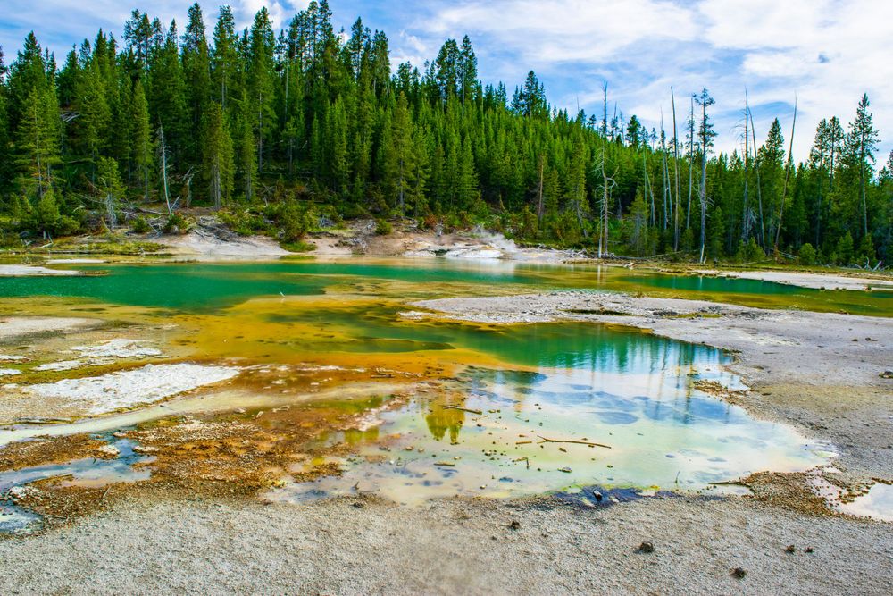 Vibrant geothermal hot spring with turquoise waters surrounded by evergreen forest in Yellowstone National Park.