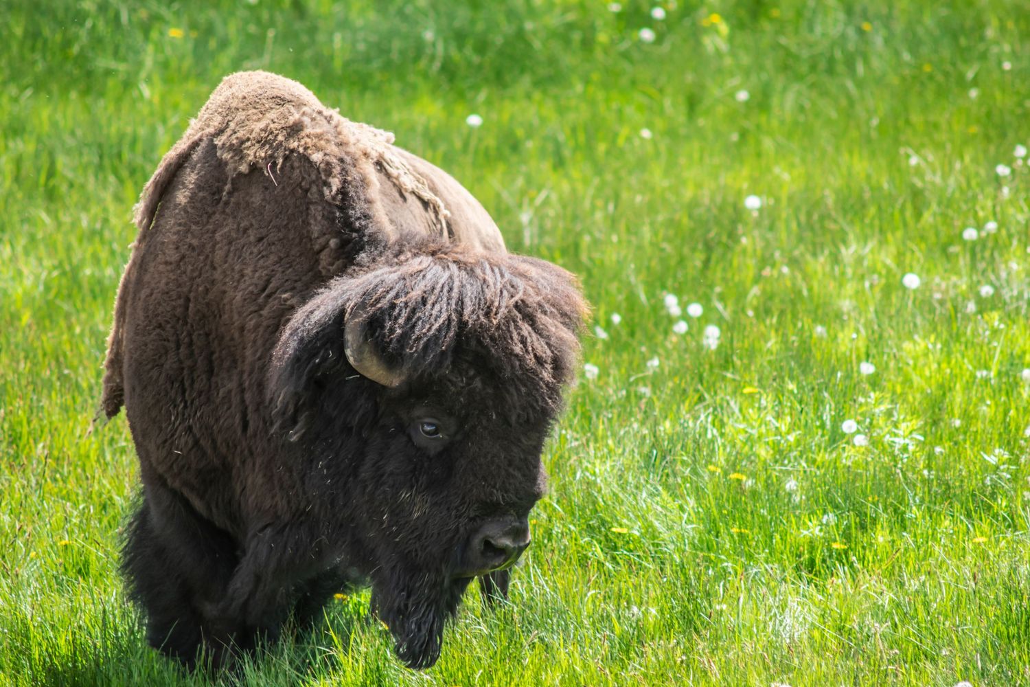 A dark brown bison grazes in a lush green field dotted with small white flowers.