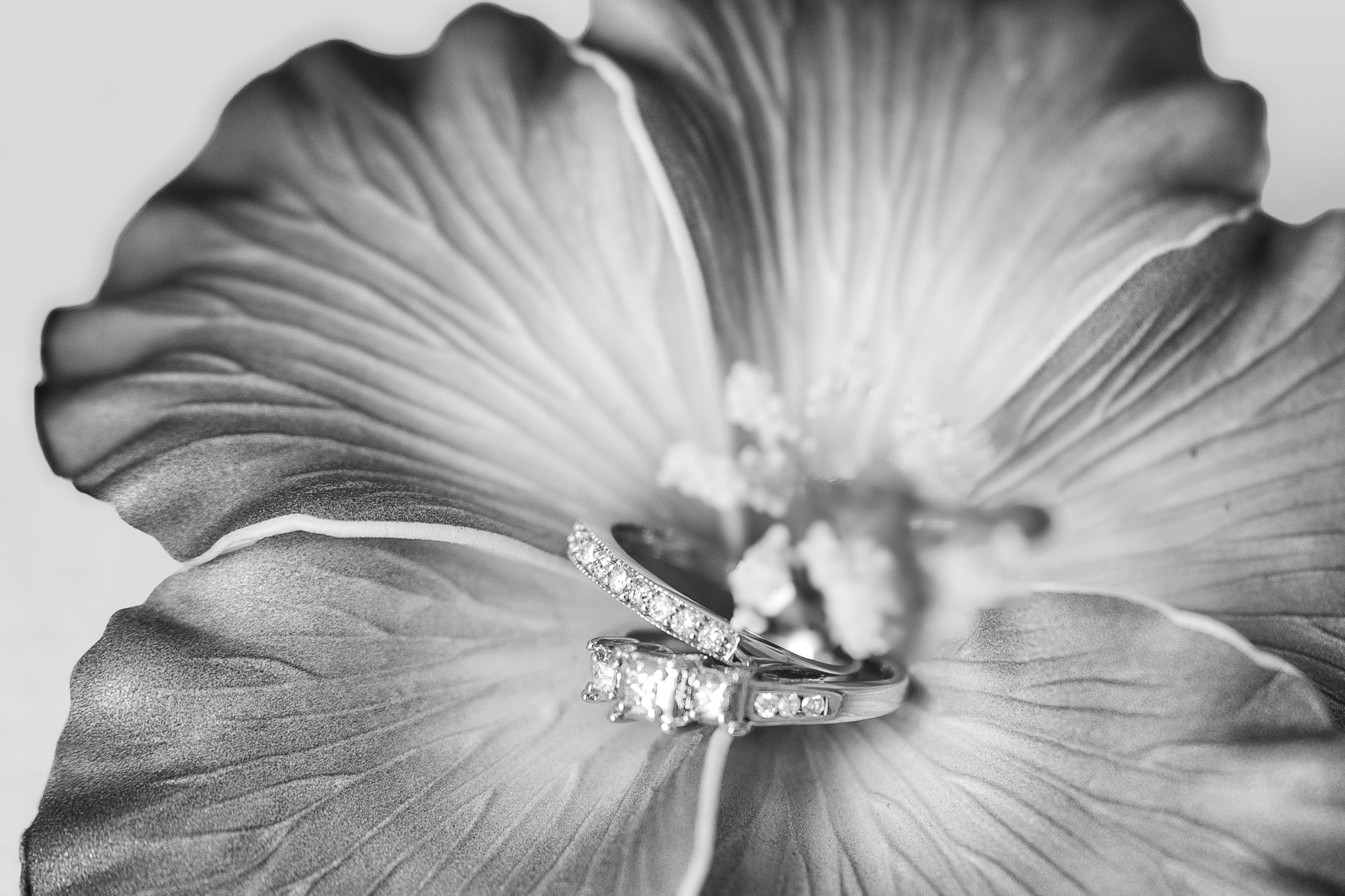 Black and white flower with a brides wedding band and engagement ring nestled down inside near the center.