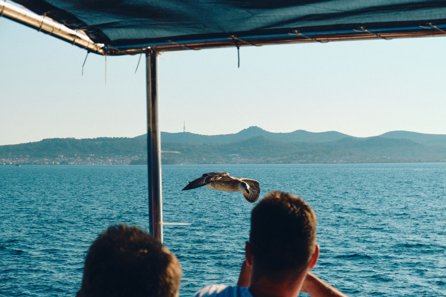 Seagull flying over a boat with the Croatian coastline visible in the background.