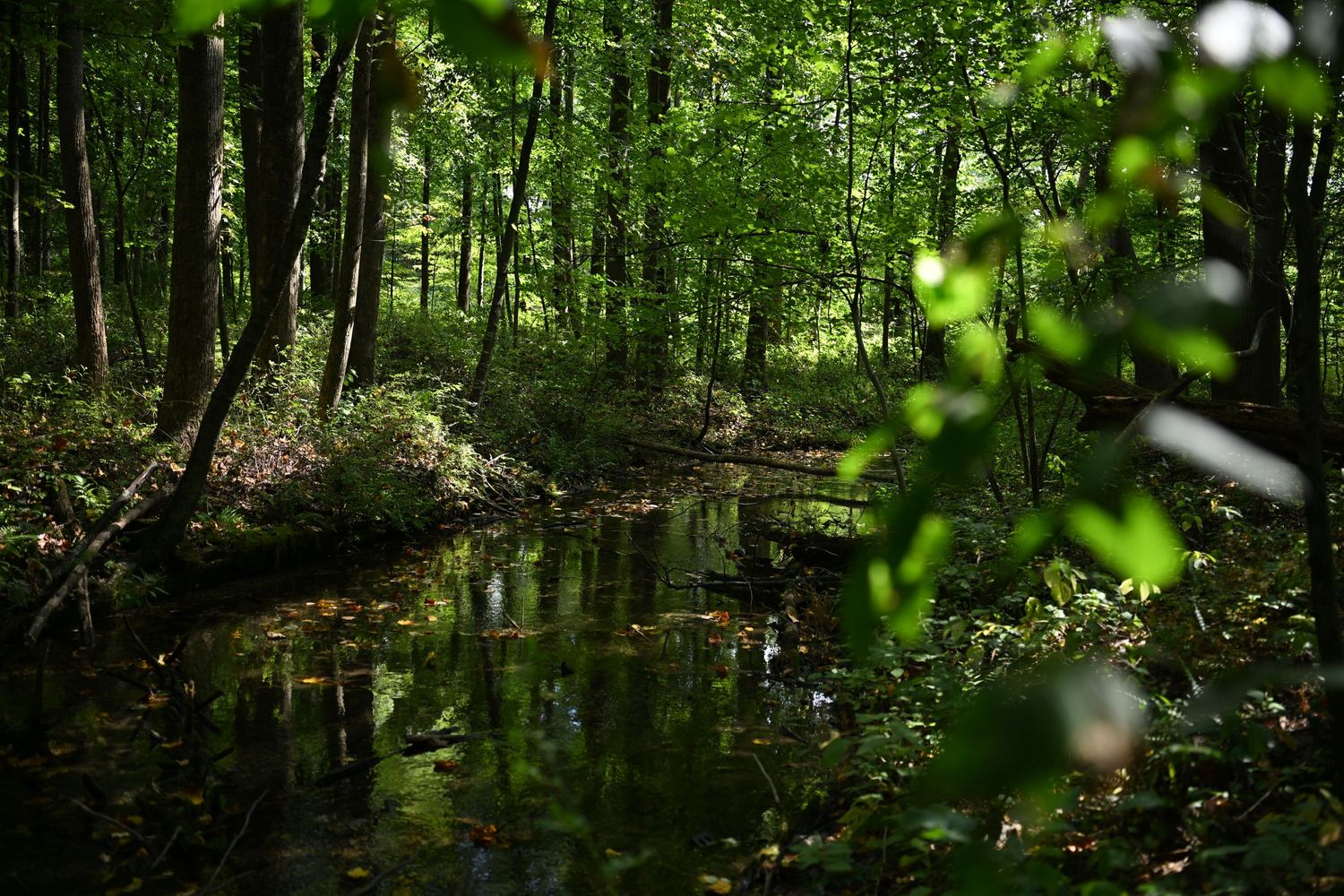photograph of the photographer's backyard creek where sessions take place