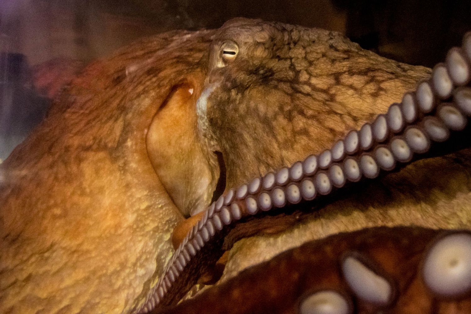 Close-up macro photograph of an octopus eye and skin texture showing detailed brown patterns.