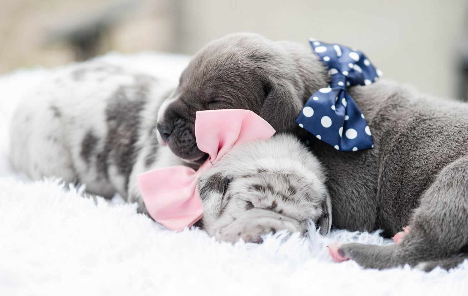 Two newborn gray puppies sleeping together wearing pink and blue polka dot bows.