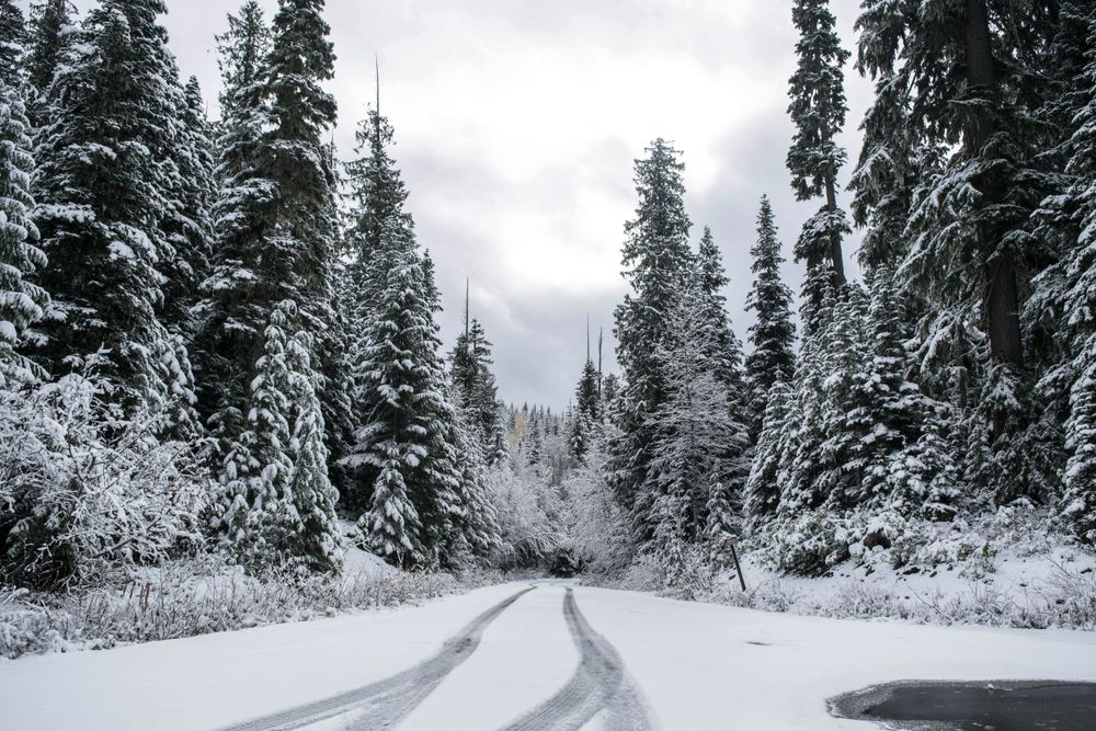 Snow-covered forest path between towering evergreen trees in winter.