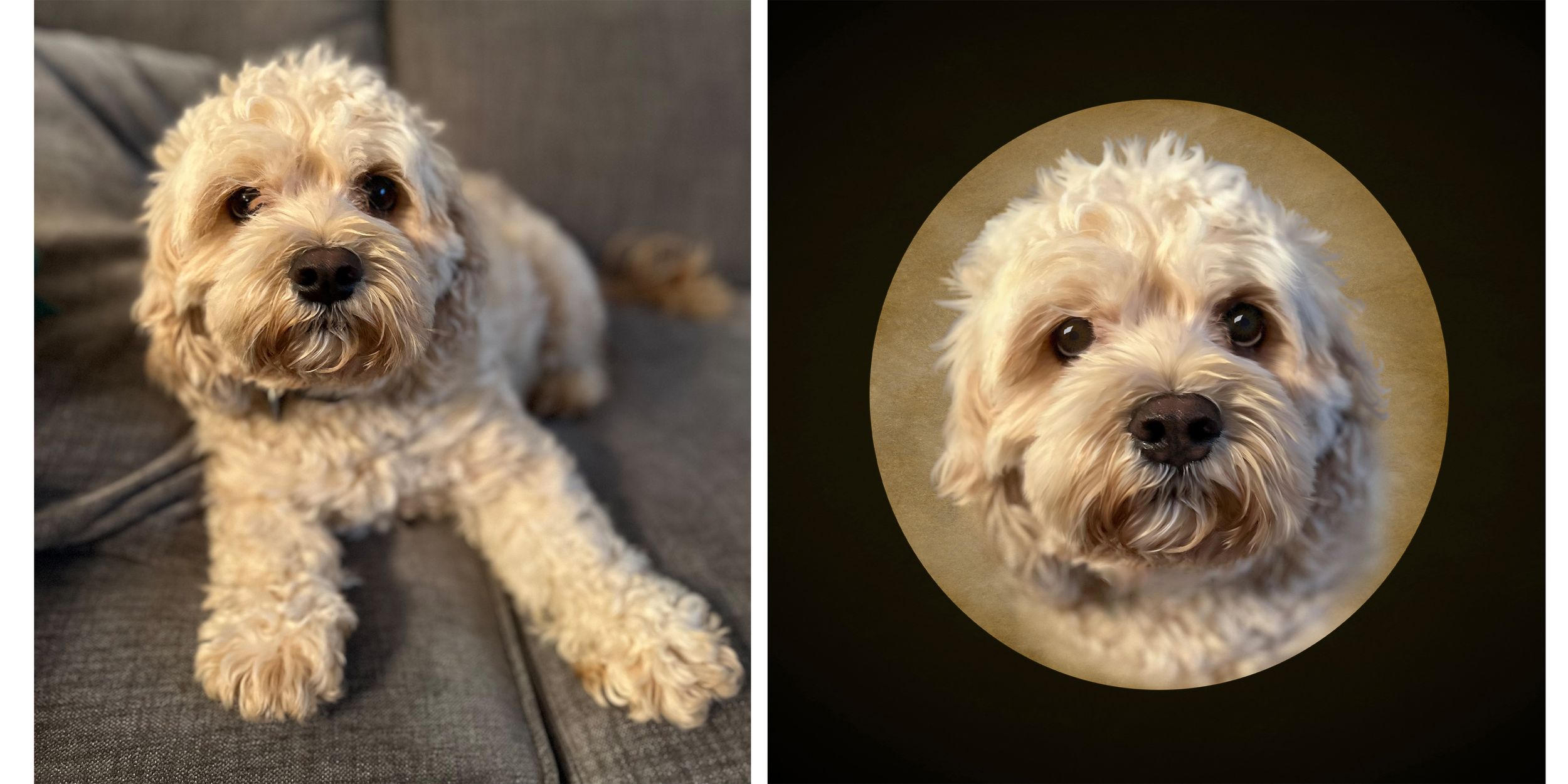 Fluffy white Cavapoo dog posing on a gray couch beside a circular portrait of the same adorable curly-haired pup.