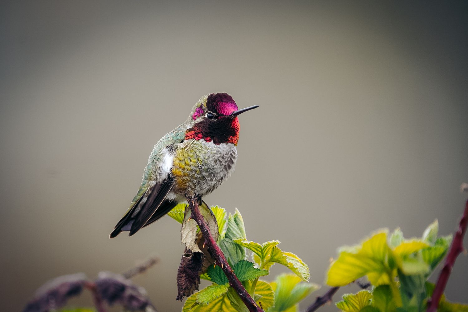 A male Anna's hummingbird with iridescent magenta head perches on a slender branch among yellow flowers.