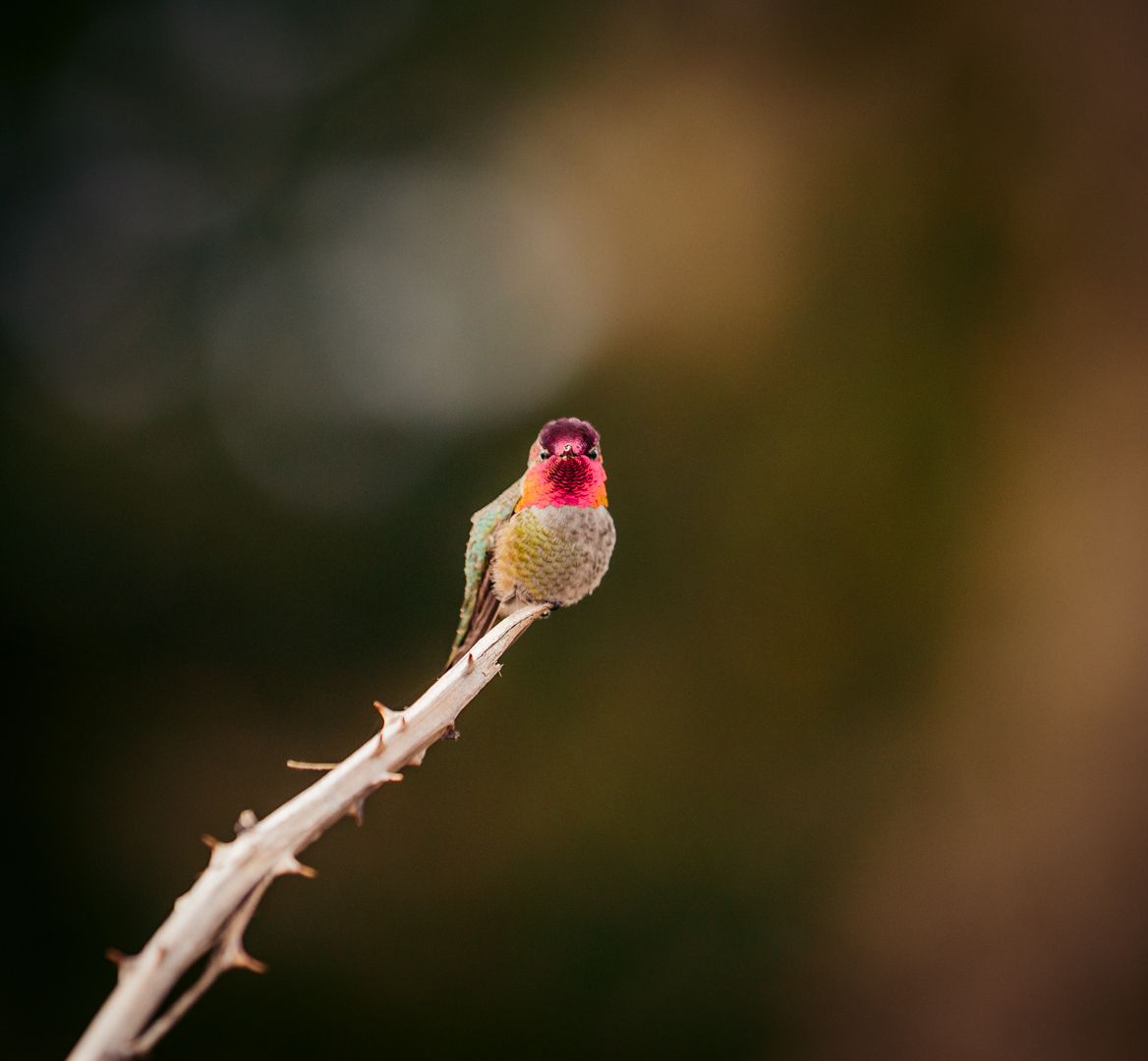 A tiny hummingbird with iridescent pink throat perches on a dried thorny branch against a soft bokeh background.