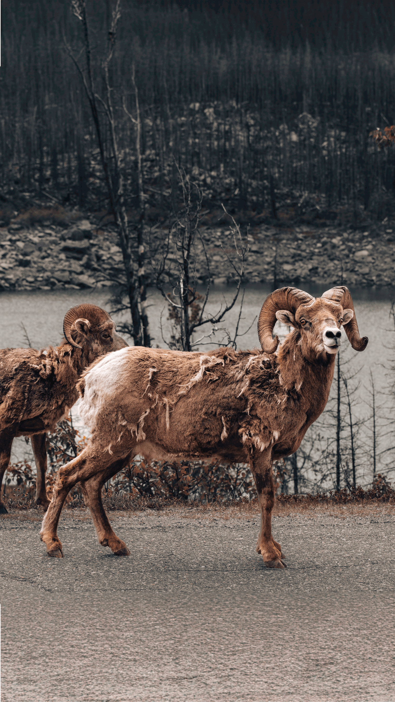 Mountain Goats along the Maligne Lake road