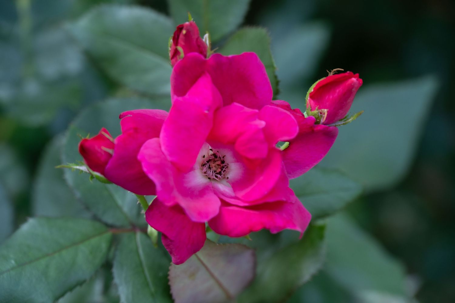 Vibrant hot pink rose bloom with dark green leaves in soft focus background.