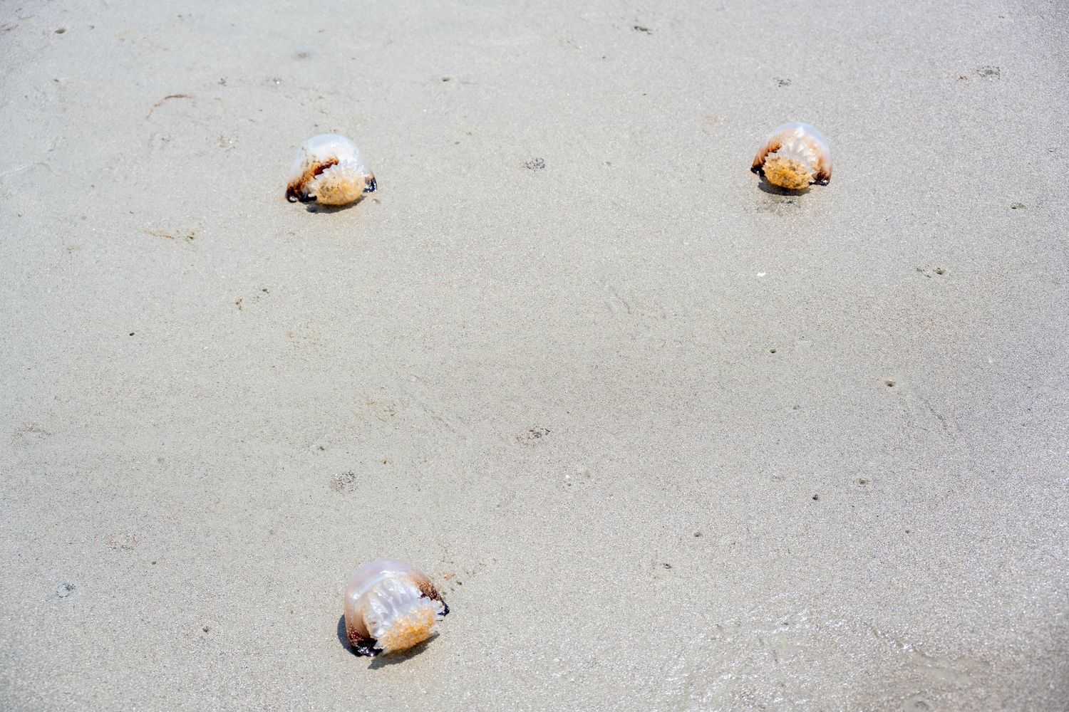 Small seashells scattered on wet sandy beach create natural pattern.
