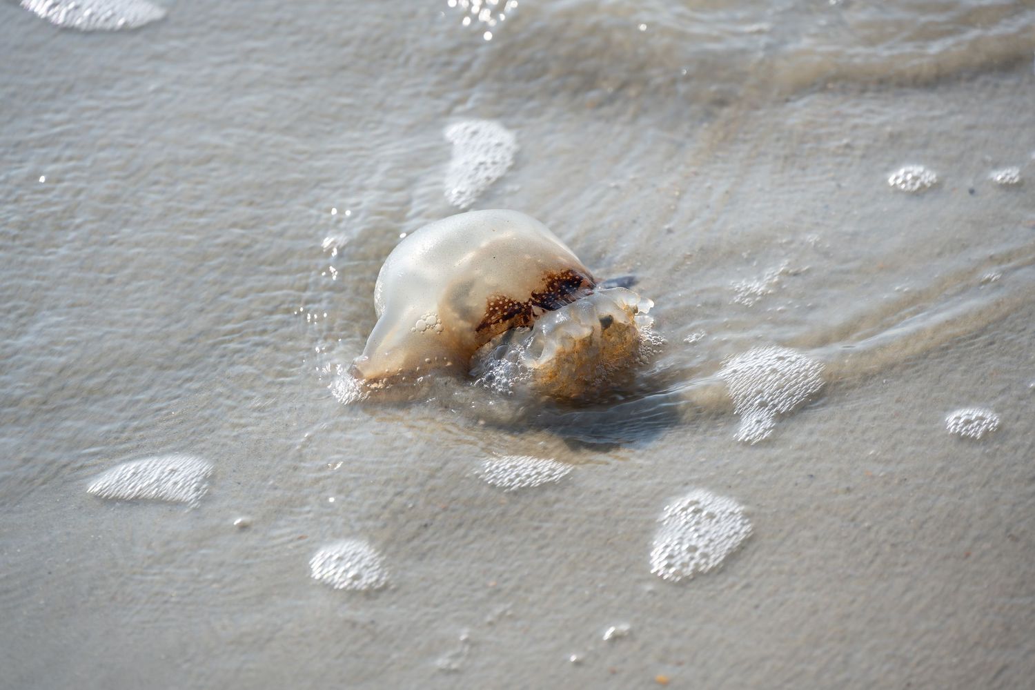 A jellyfish surrounded by sea foam floats in shallow beach water.