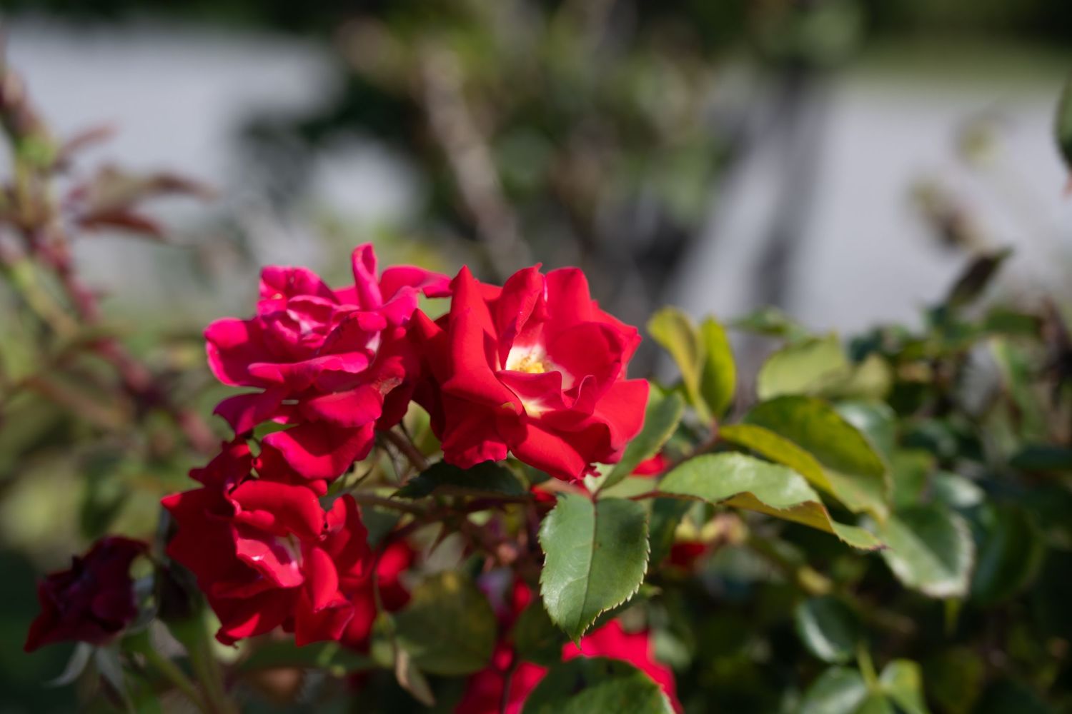 Vibrant red roses bloom in a lush garden with green foliage.