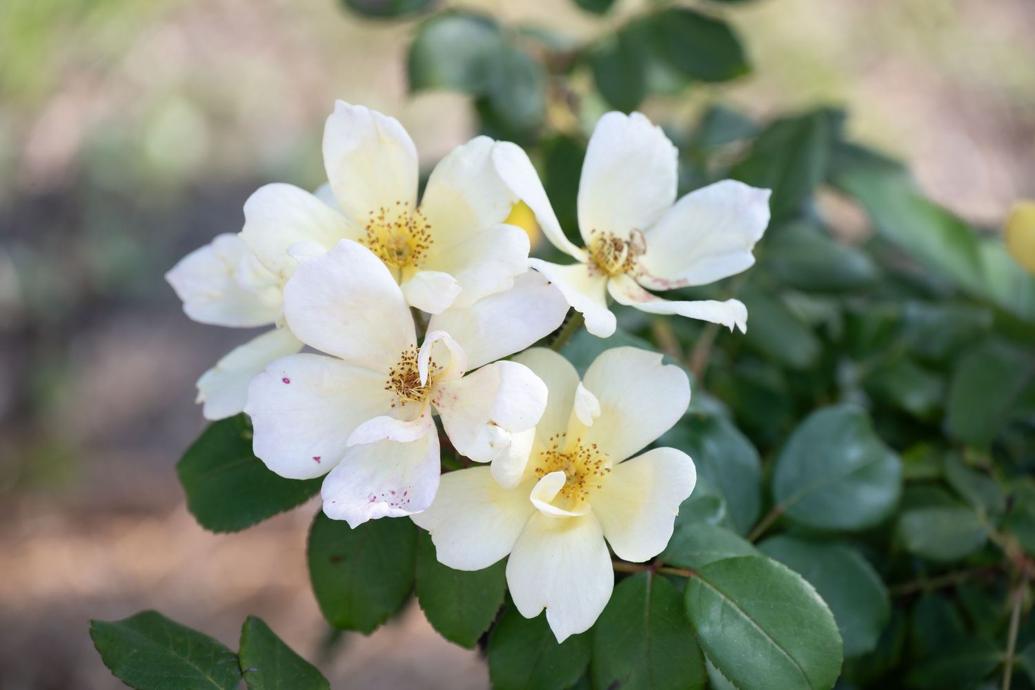 Delicate white flowers with yellow centers blooming among green foliage in a garden setting.