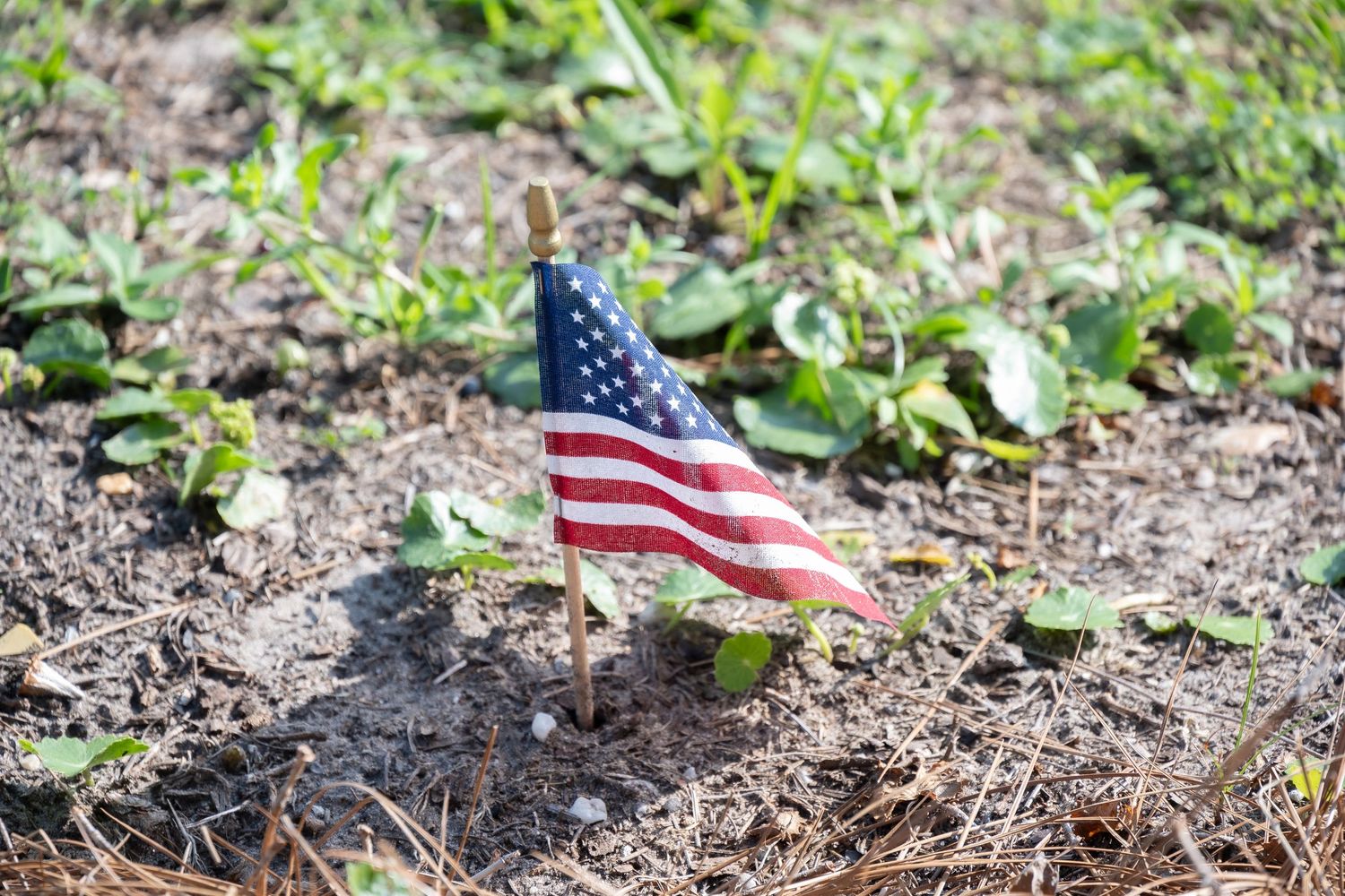 Small American flag planted in soil surrounded by green sprouts and leaves.