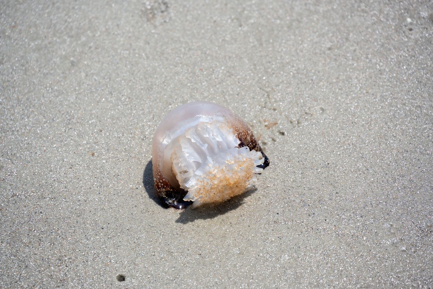 Close-up of translucent jellyfish on wet sand with visible tentacles.