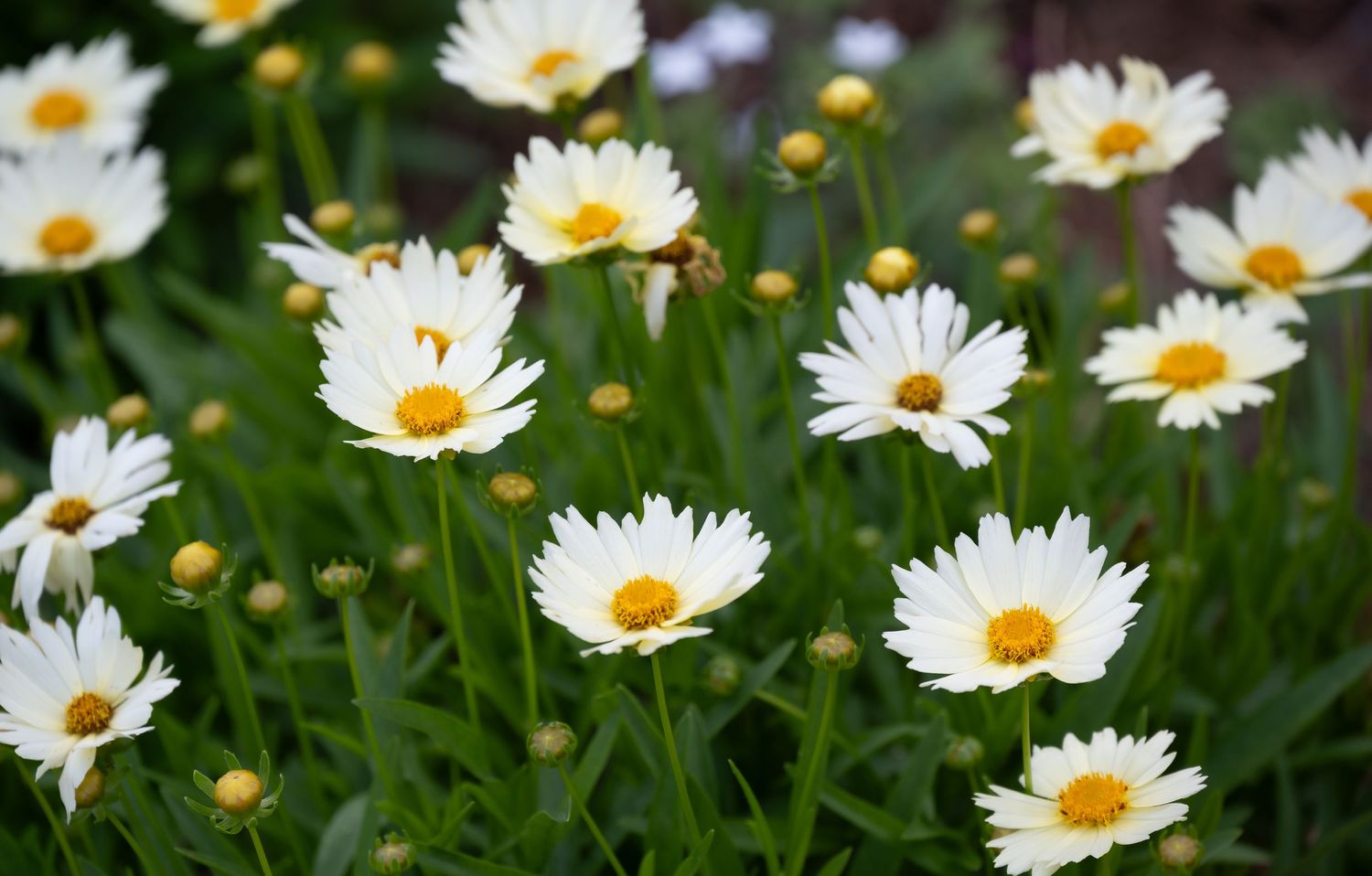 Field of white daisies with yellow centers blooming in vibrant green grass.