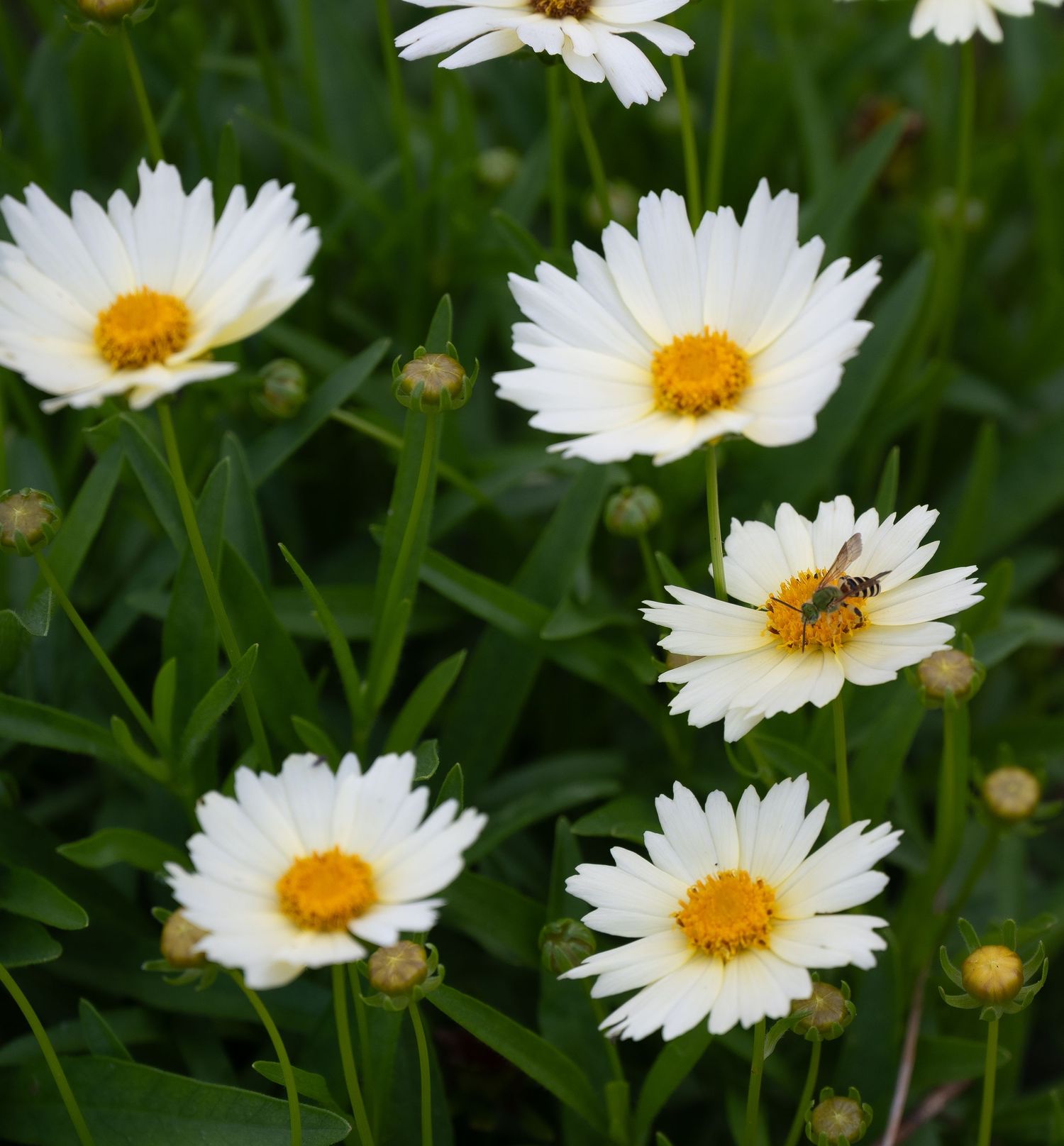 Close-up of white daisies with a bee collecting pollen from the yellow center.