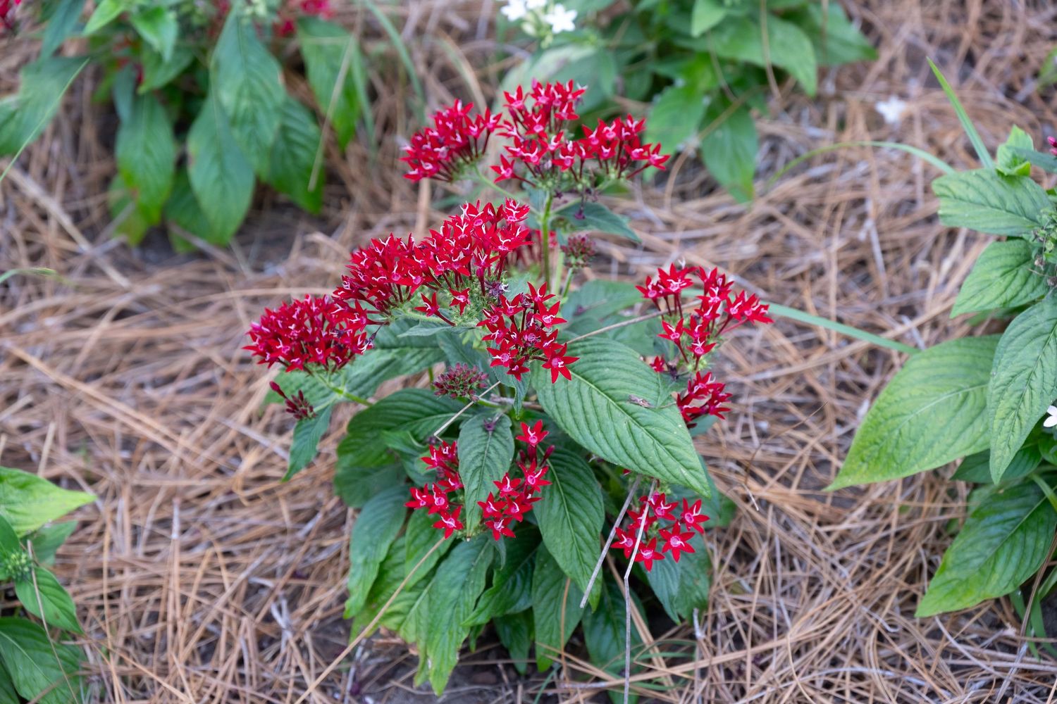 Red flower clusters on green stems growing in mulched garden bed.