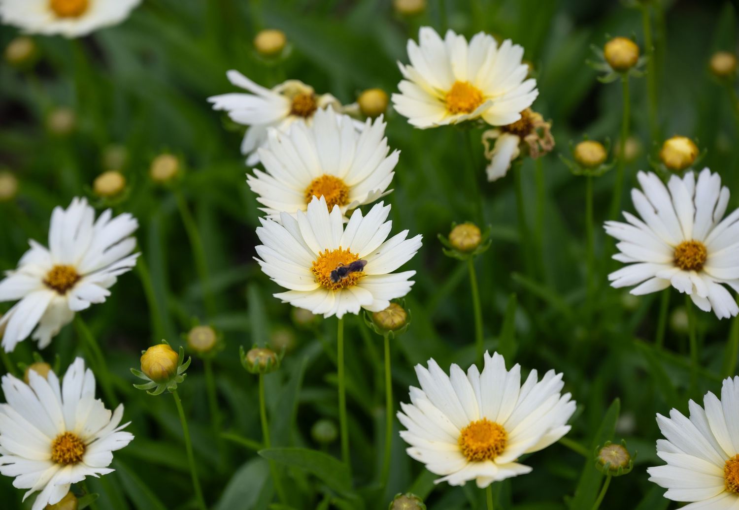 Cluster of blooming white daisies with yellow centers against blurred green background.