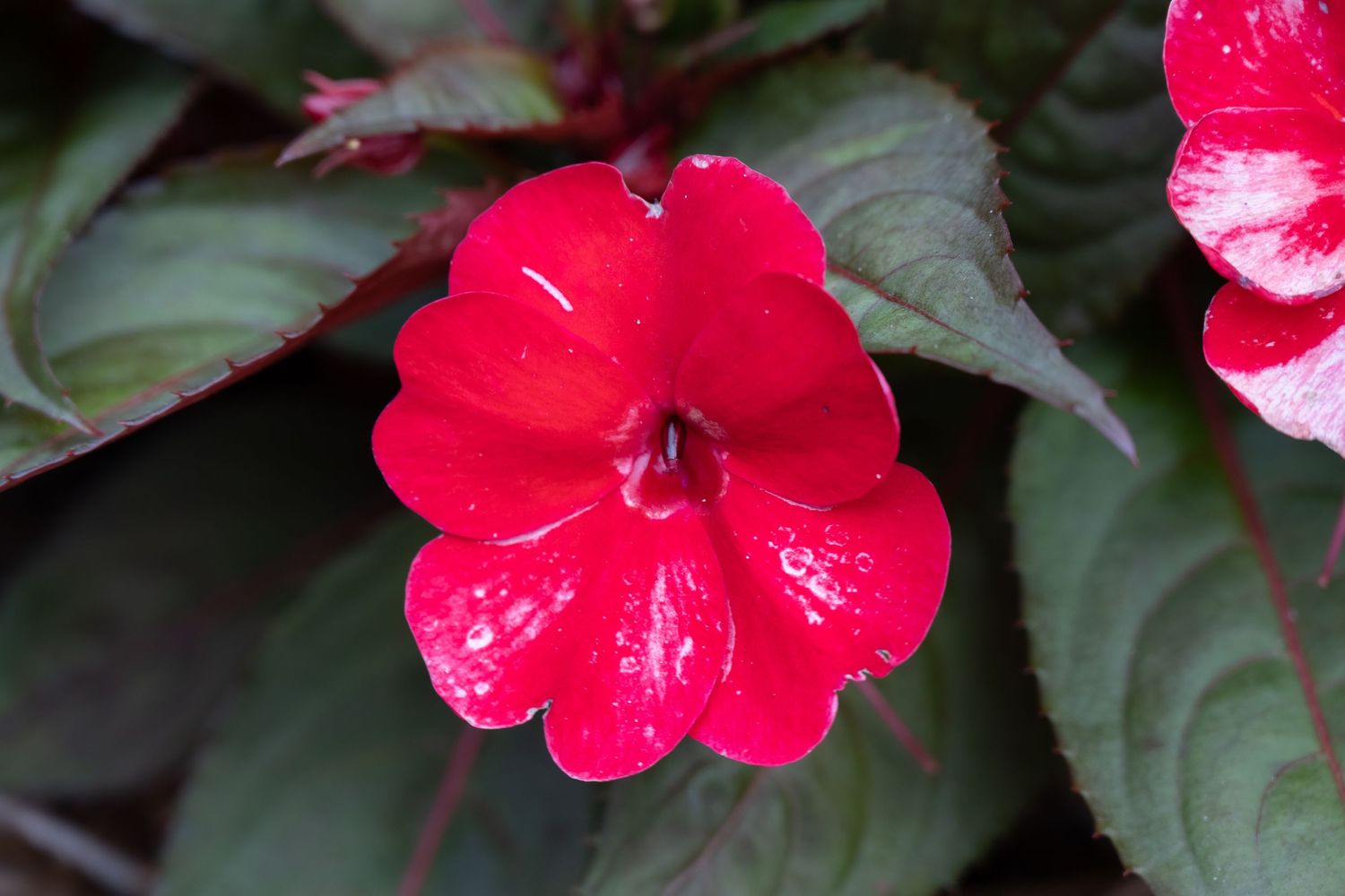 Vibrant red impatiens flower with dark green leaves in close-up view.