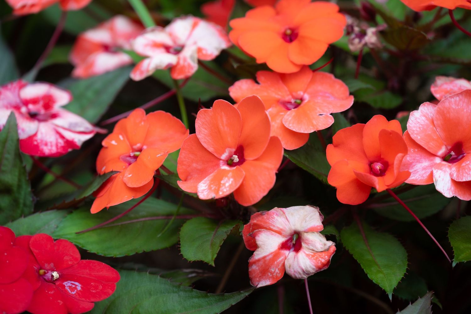 Colorful mix of coral and pink impatiens flowers blooming in garden.