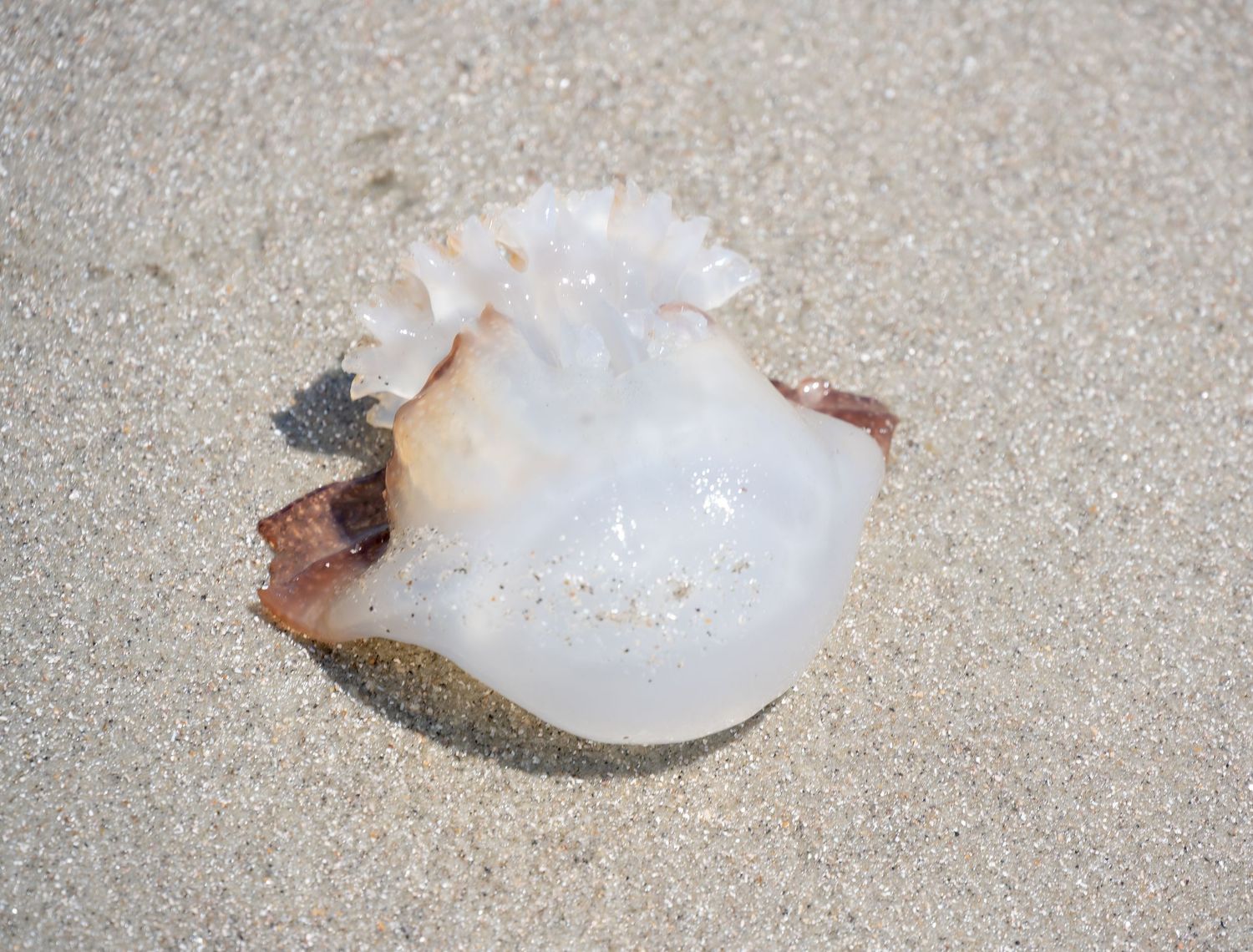 Translucent white jellyfish washed up on sandy beach in natural sunlight.