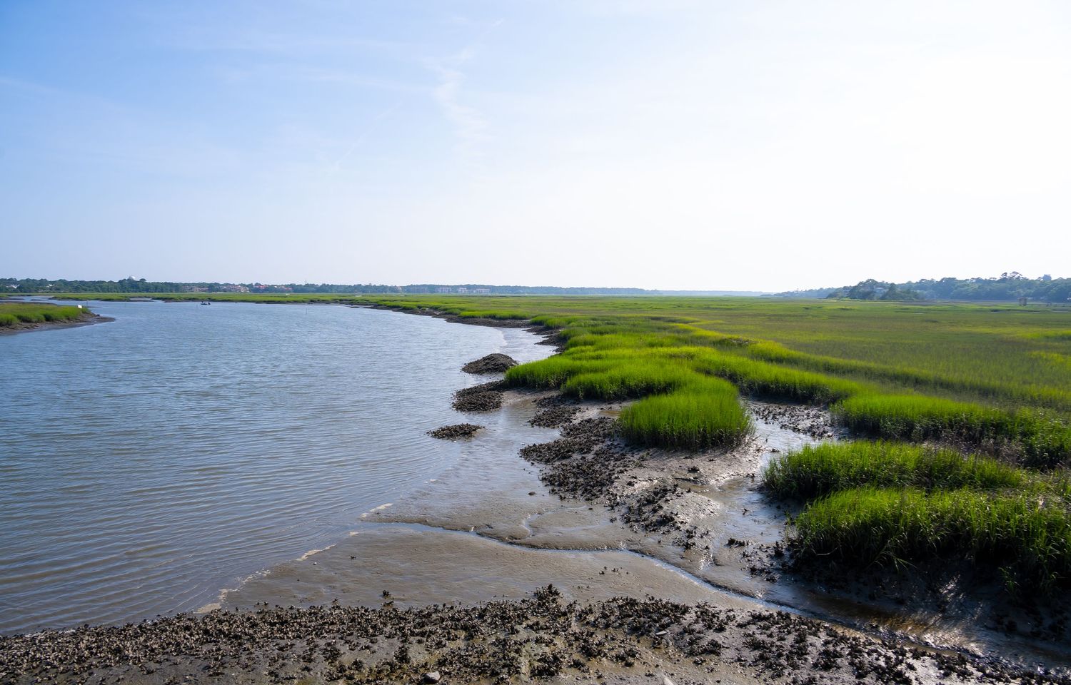 Coastal wetland landscape with meandering water and vibrant green marsh grass along shoreline.