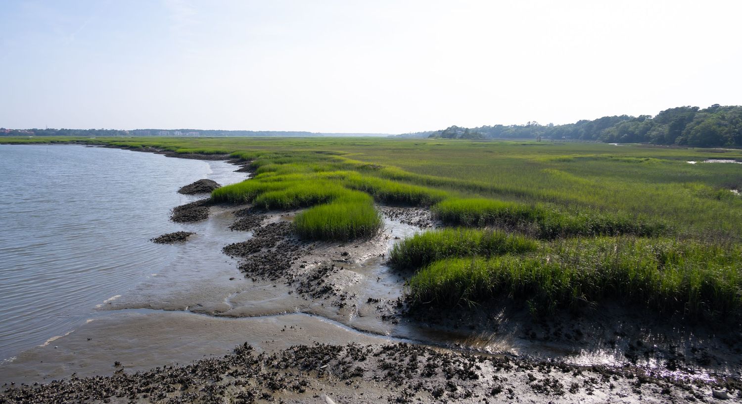 Salt marsh creek winds through lush green grass beds at low tide.