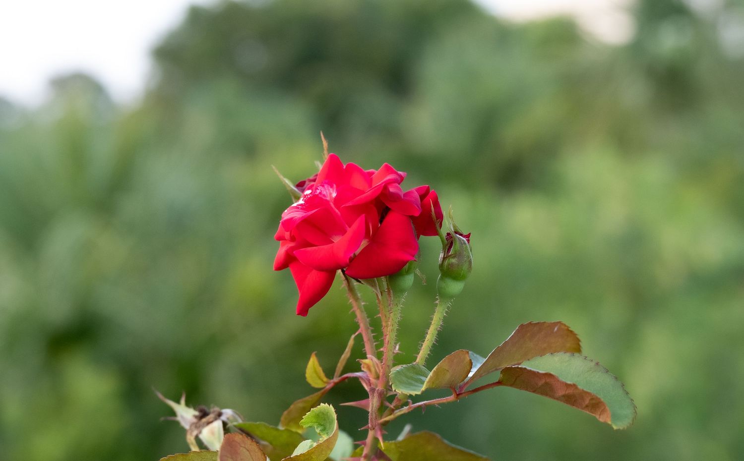 Vibrant red rose bloom with dewdrops against soft green background.