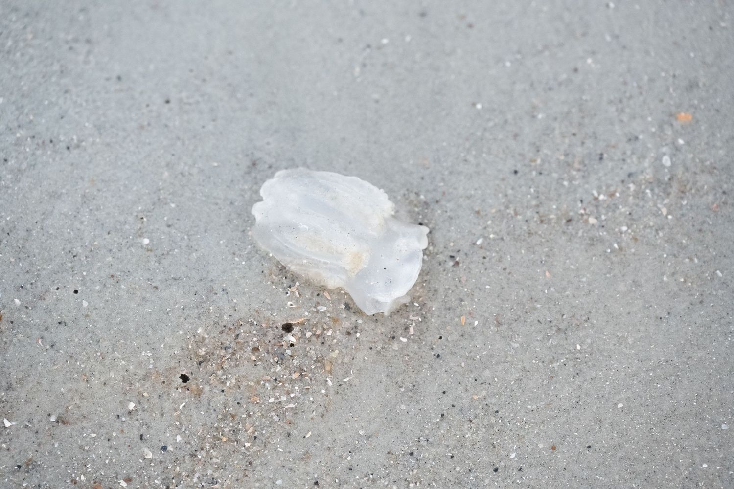 A white jellyfish washed up on wet sandy beach.